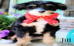 Mini Bernedoodle dogs for sale: Jill - Image 2