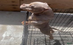 American Bully dogs for sale: Lance - Image 10