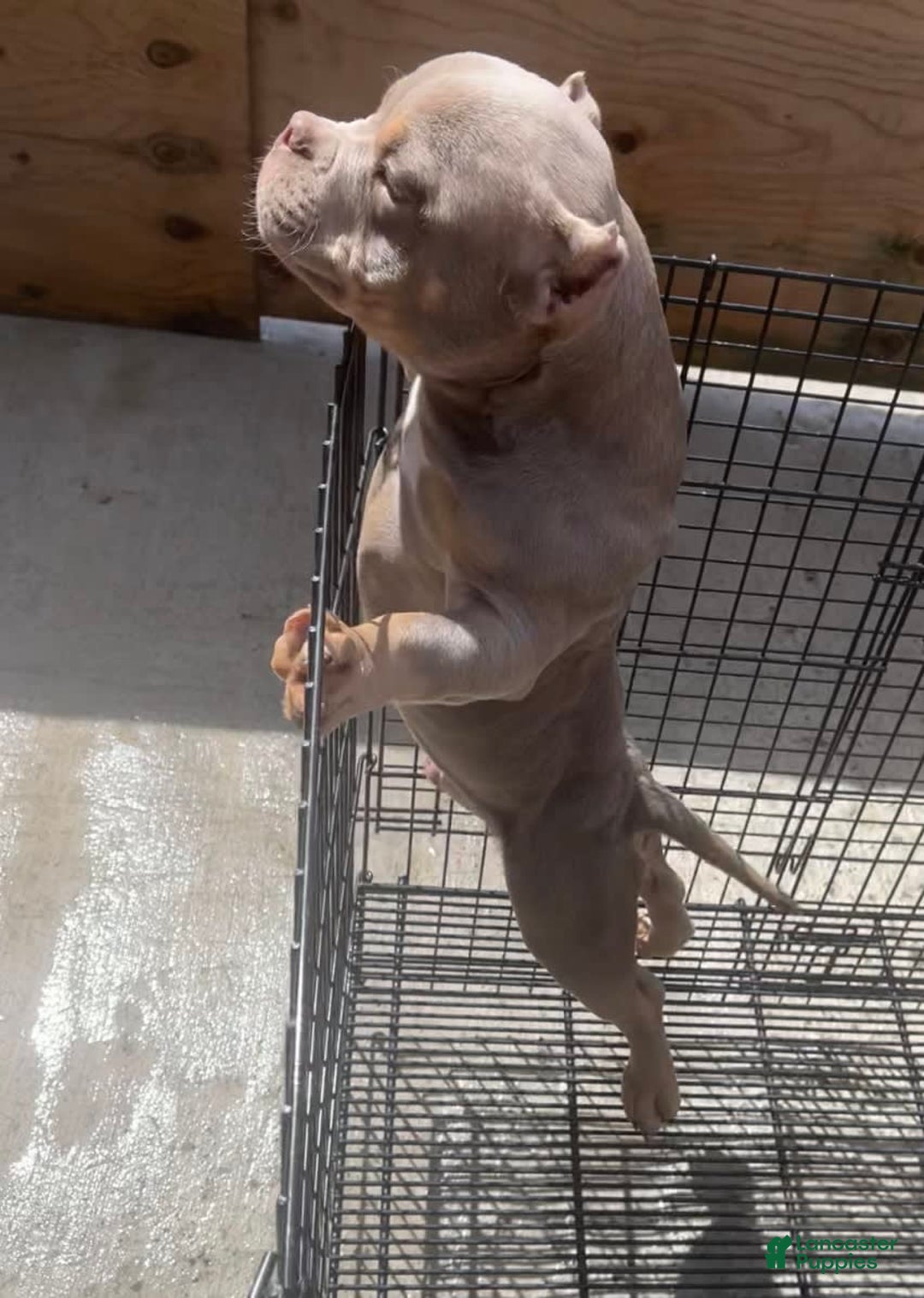 American Bully dogs for sale: Lance - Image 10