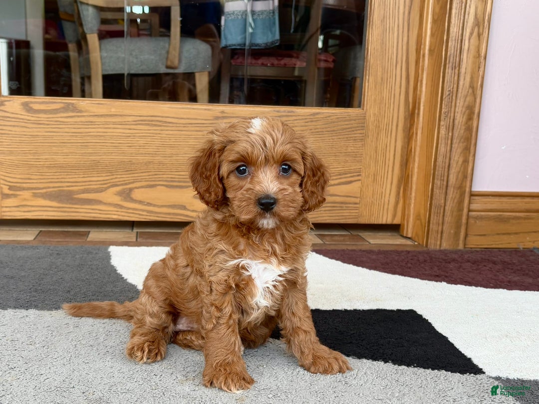 Cavapoo dogs for sale: Cutie - Image 3