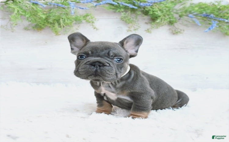 French Bulldog dogs for sale - Ad 5