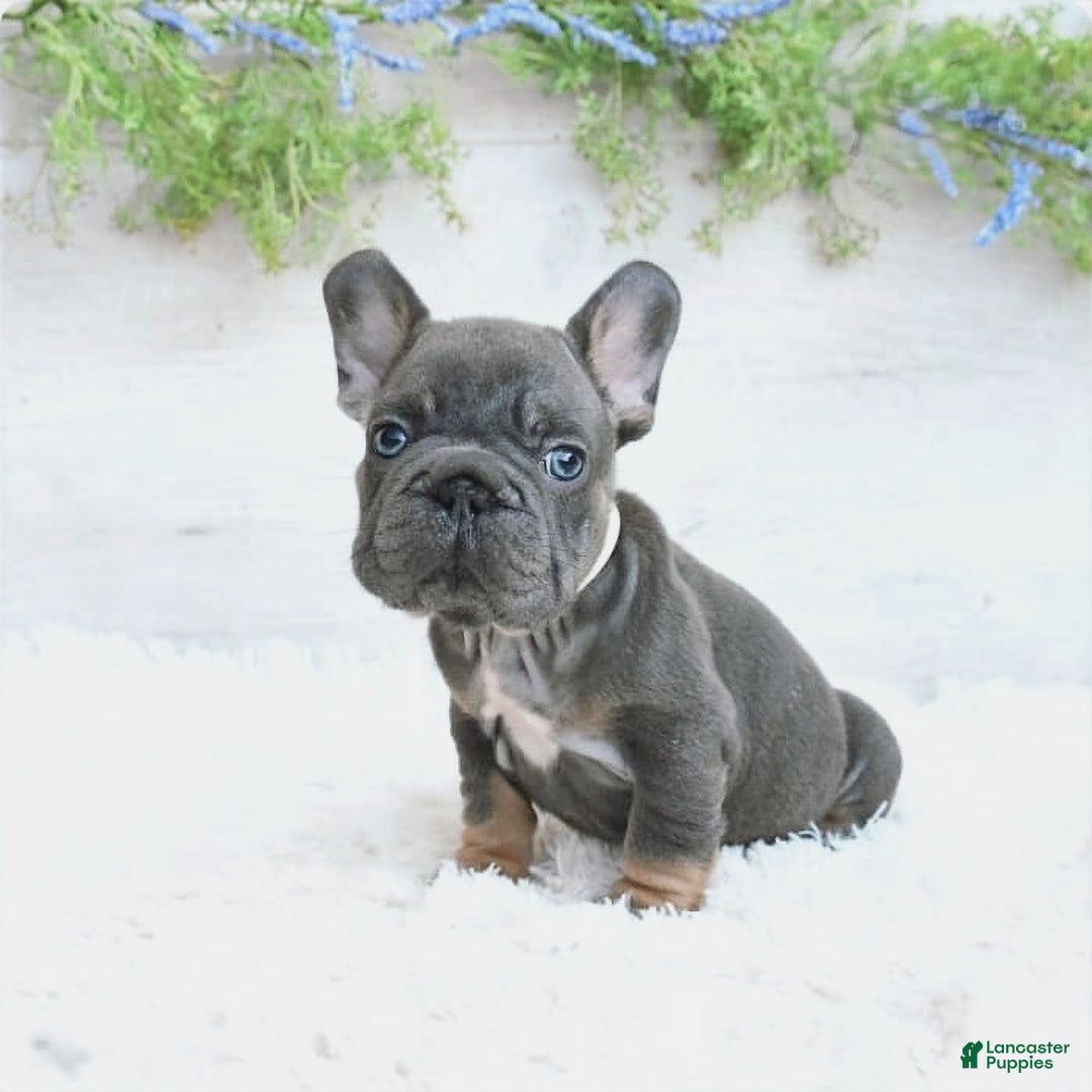 French Bulldog dogs for sale: Zander - Image 1