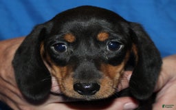 Miniature Dachshund dogs for sale: Lyla Male - Image 2