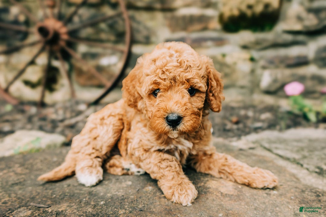Cavapoo dogs for sale: Teddy - Image 3