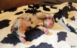 Catahoula Leopard Dog dogs for sale: Paris - Image 1