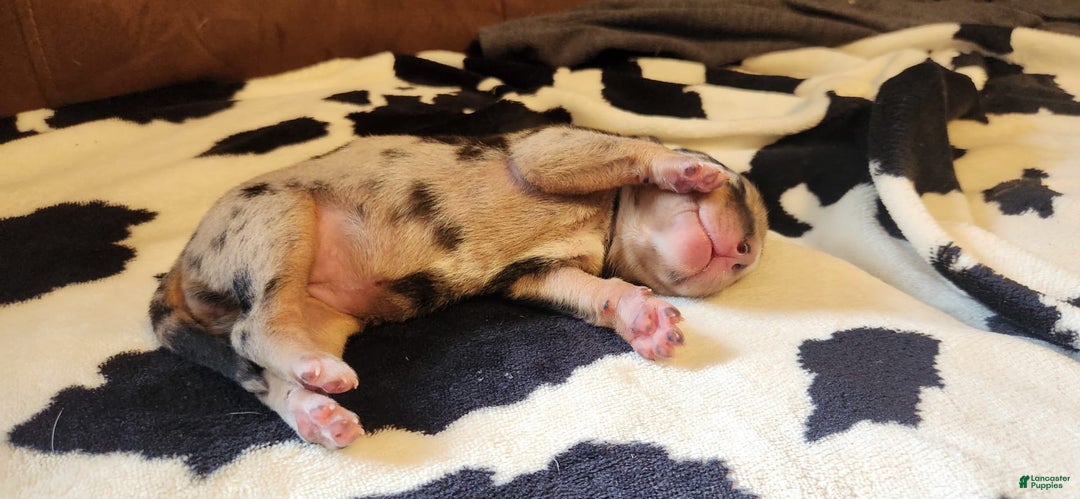 Catahoula Leopard Dog dogs for sale: Paris - Image 1