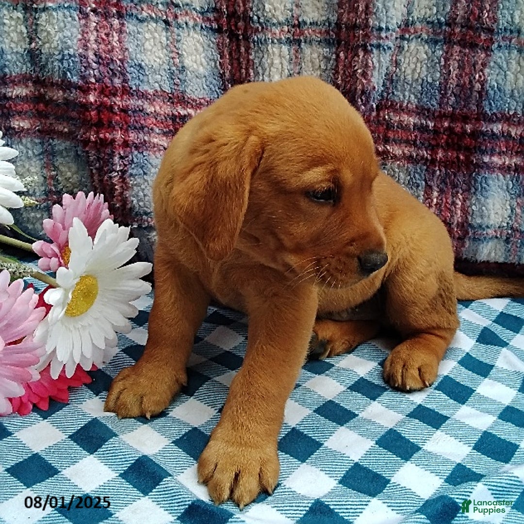 Labrador Retriever dogs for sale: Max - Image 2