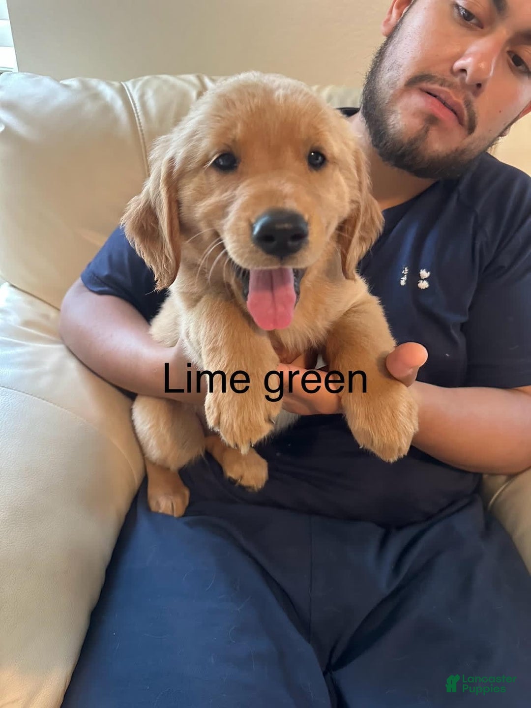 Golden Retriever dogs for sale: Lime Green - Image 2