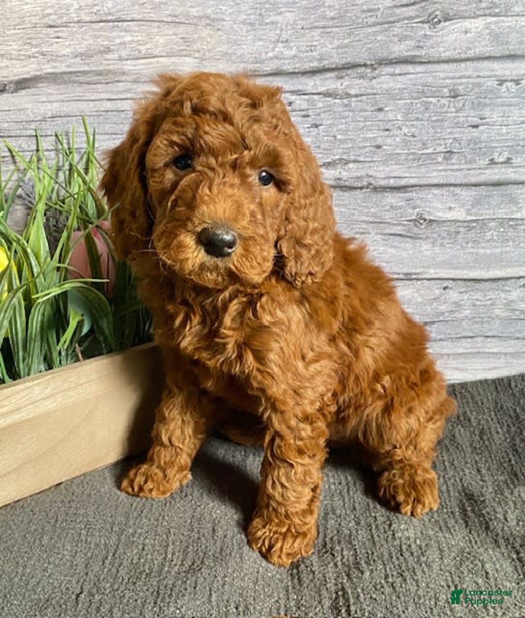 Mini Goldendoodle dogs for sale: Hazel - Image 3