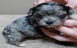 Maltipoo dogs for sale: Rare merle boy - Image 7