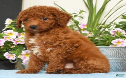 Miniature Poodle dogs for sale: Ranger - Image 5