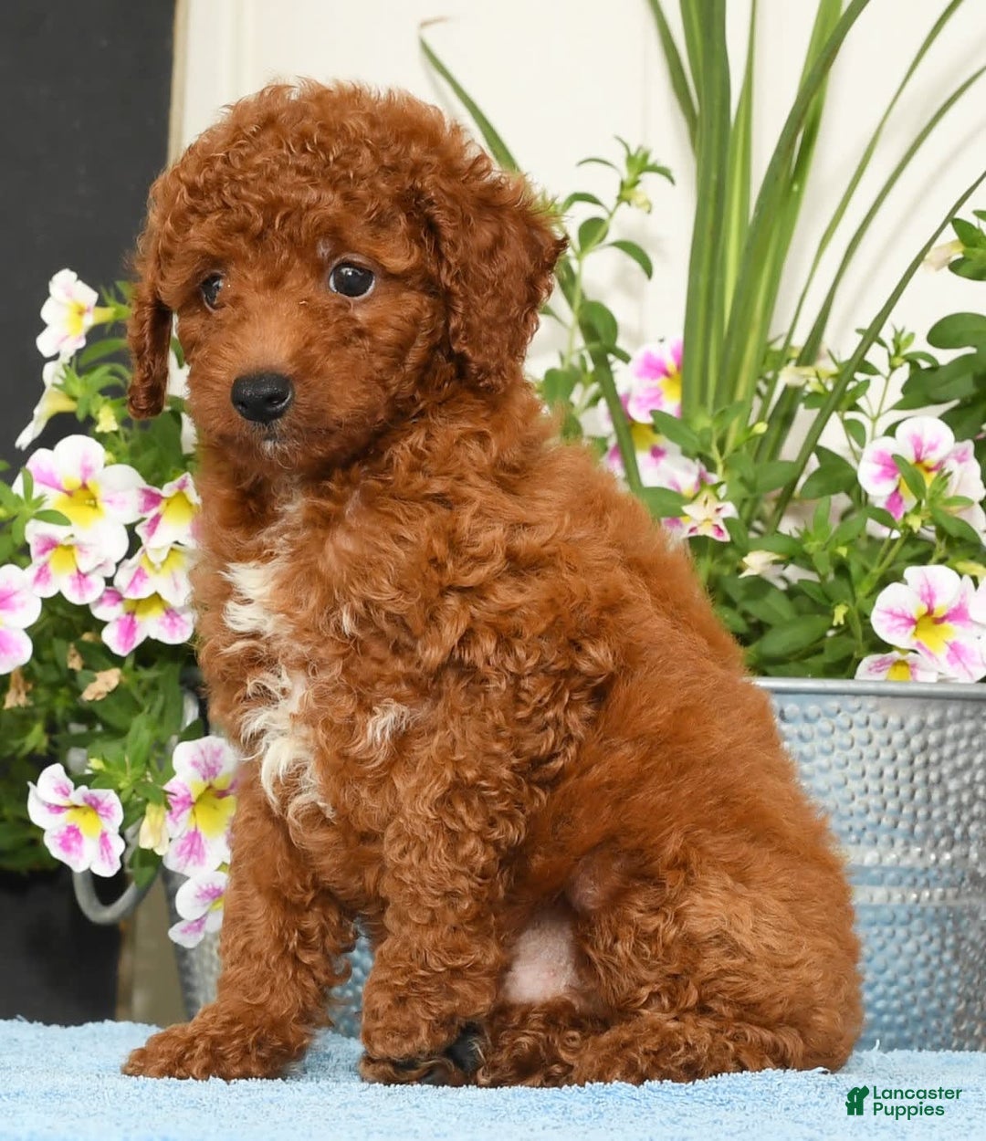 Miniature Poodle dogs for sale: Ranger - Image 5