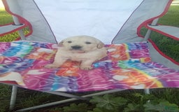 Golden Retriever dogs for sale: Colton - Image 1