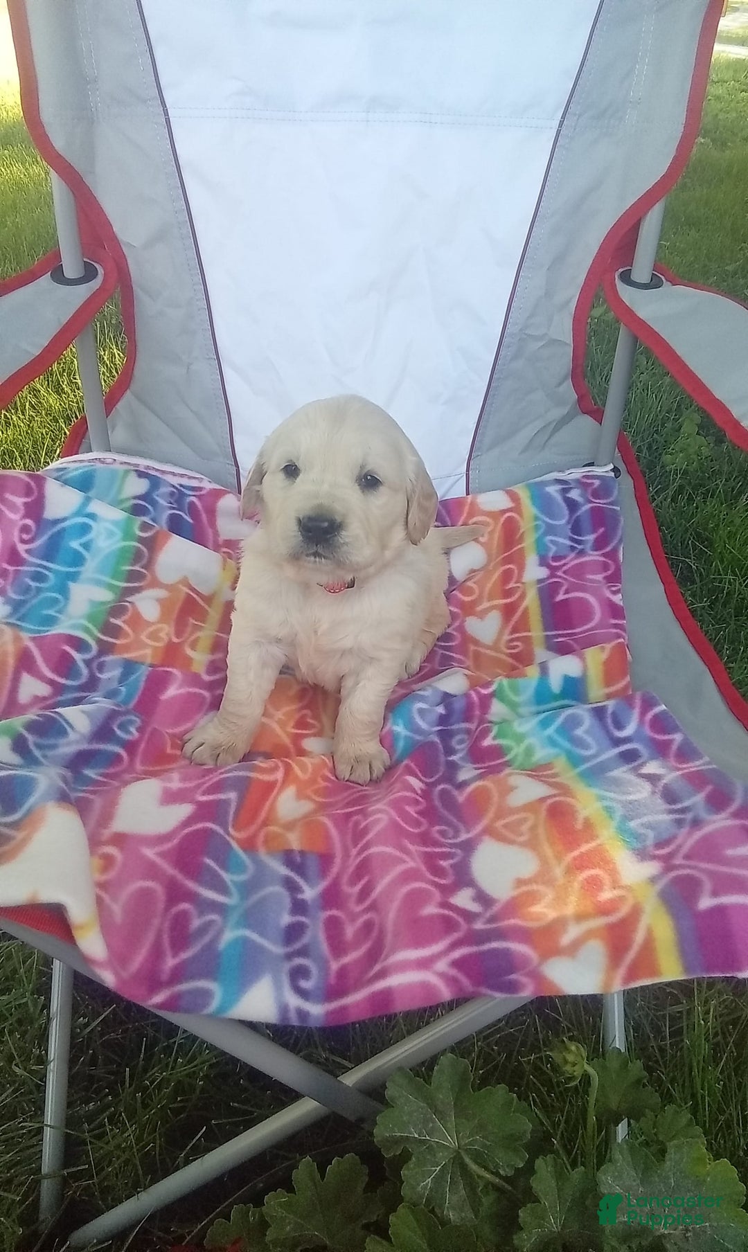 Golden Retriever dogs for sale: Colton - Image 1