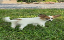 Papillon dogs for sale: Reba - Image 4