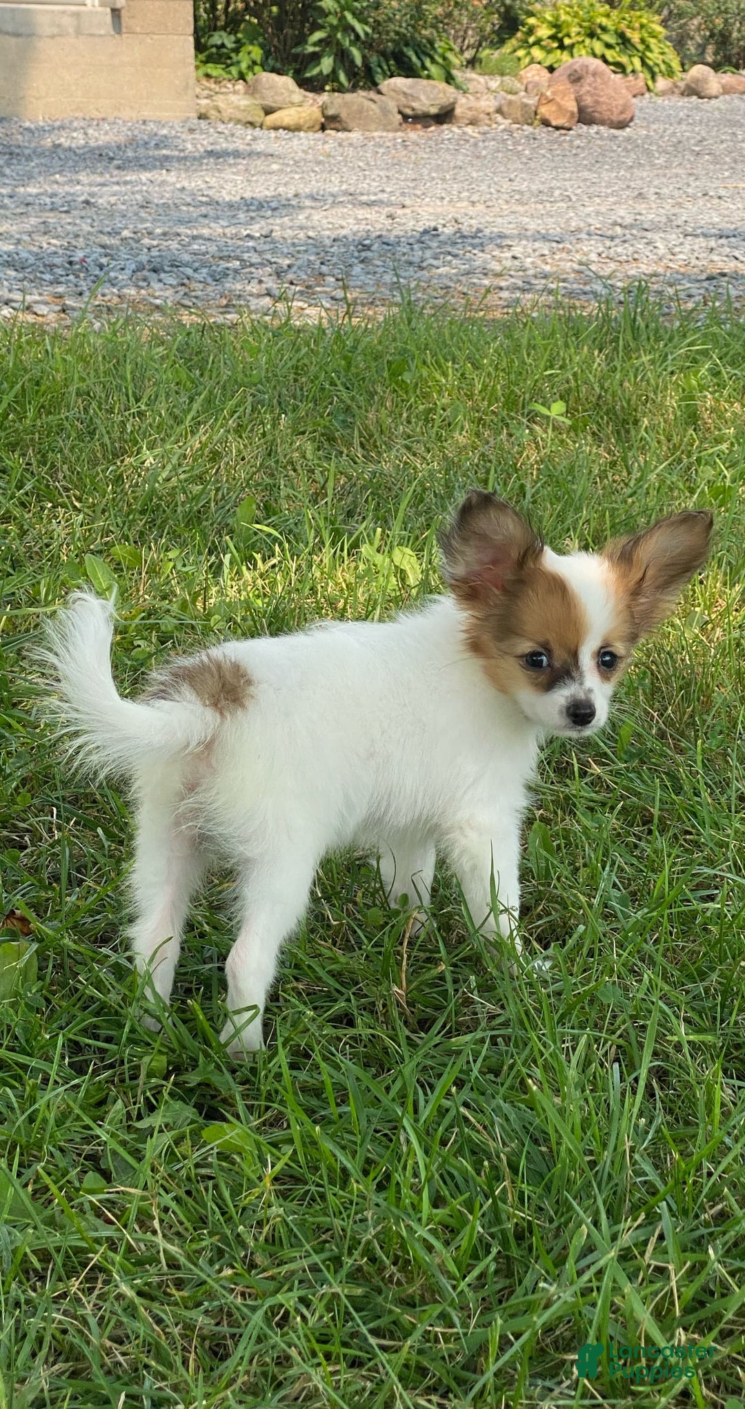 Papillon dogs for sale: Reba - Image 4