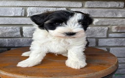 Teddy Bear dogs for sale: Teddy Bear 3 puppies - Image 7