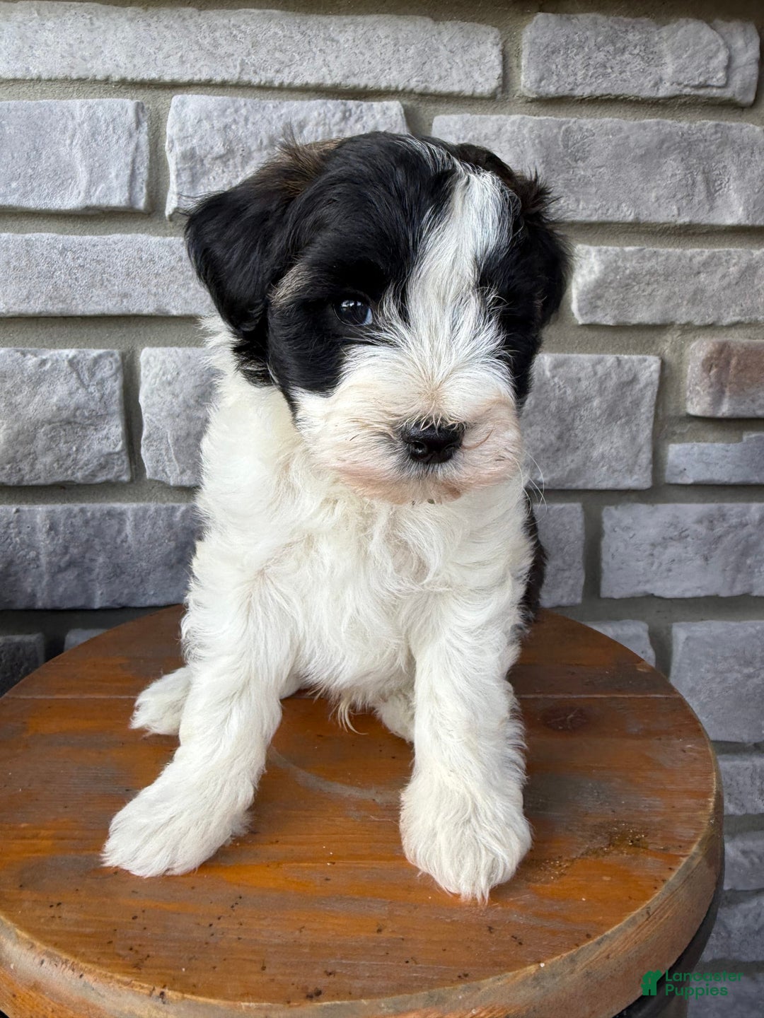 Teddy Bear dogs for sale: Teddy Bear 3 puppies - Image 7