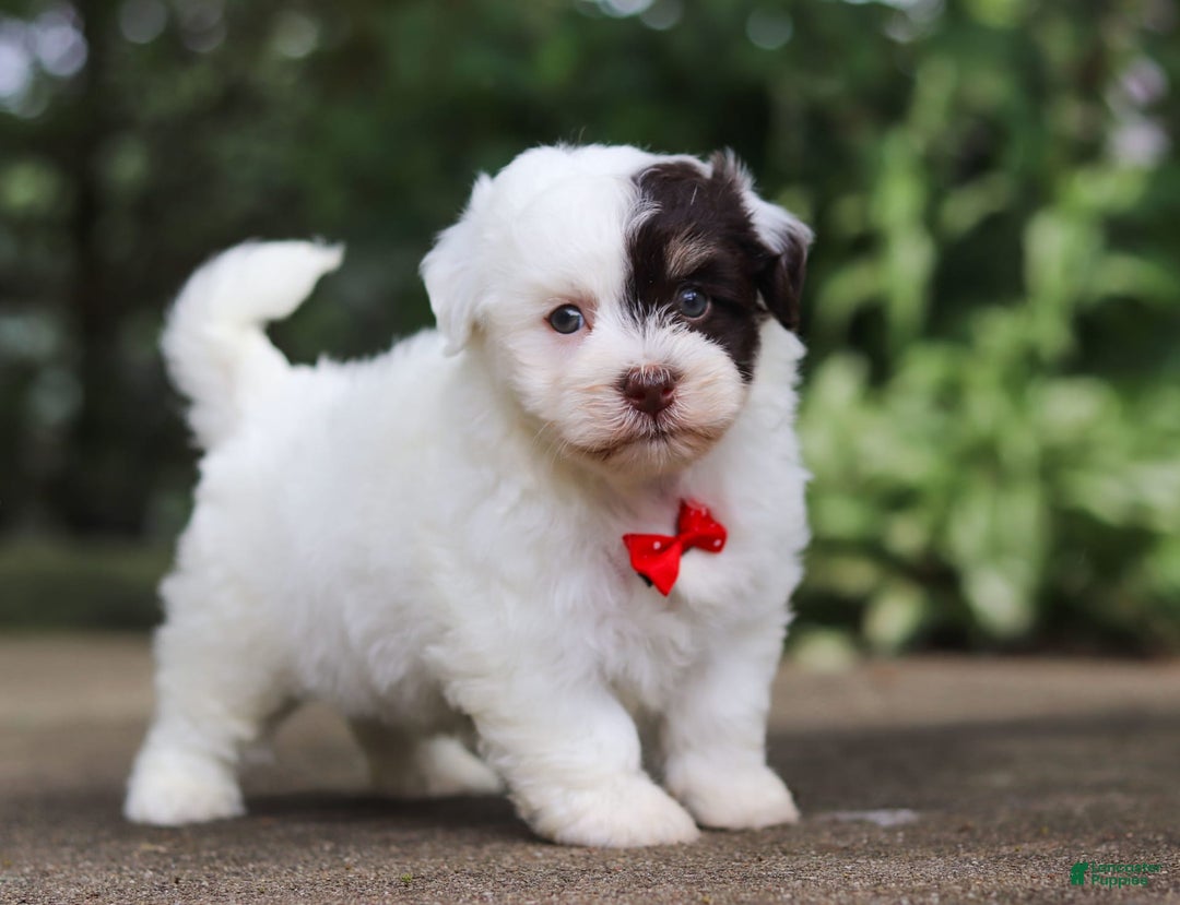 Havanese dogs for sale: Hayes - Image 6