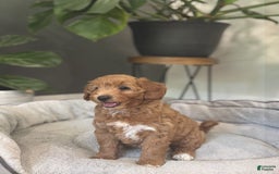 Goldendoodle dogs for sale: Lanie - Image 8