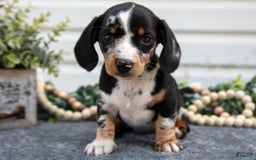 Miniature Dachshund dogs for sale: Miniature Dachshund 4 puppies - Image 4
