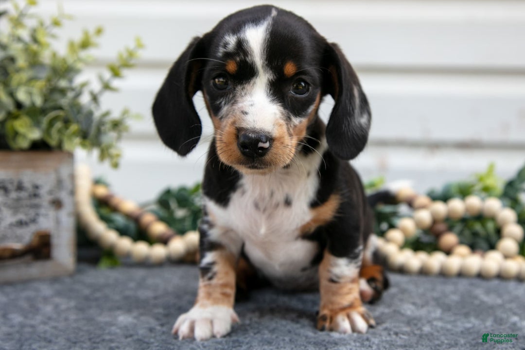 Miniature Dachshund dogs for sale: Miniature Dachshund 4 puppies - Image 4