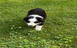 Australian Shepherd dogs for sale: Meg H6 Natural Bobtail - Image 8