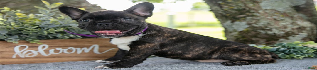 Midge