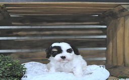 Cavapoo dogs for sale: Zeke - Image 2