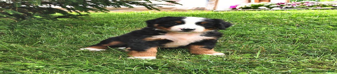 Virgil