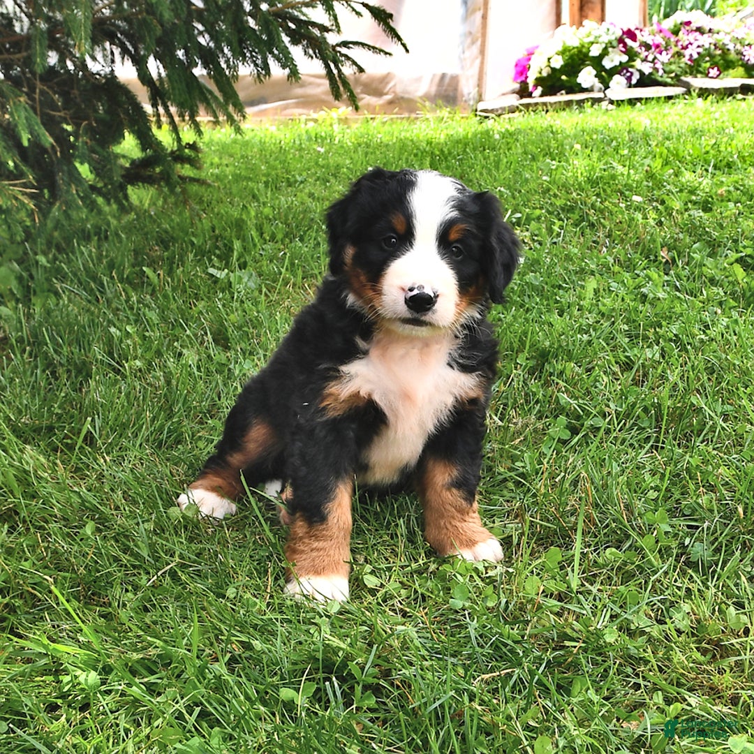 Bernese Mountain Dog dogs for sale: Virgil - Image 10