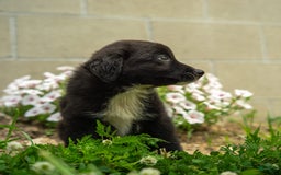 Miniature Australian Shepherd dogs for sale: Funnel Cake - Image 9