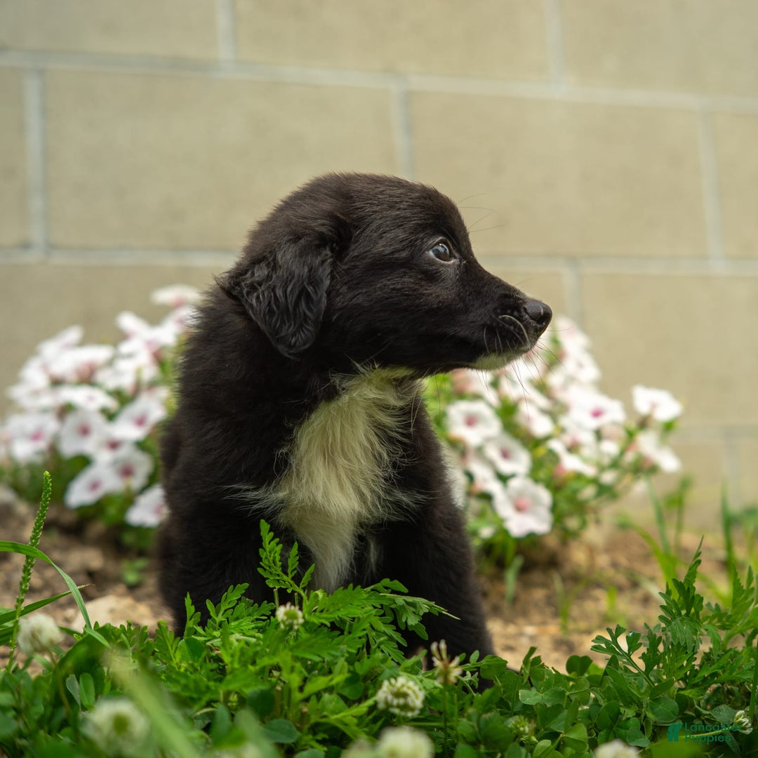 Miniature Australian Shepherd dogs for sale: Funnel Cake - Image 9