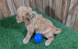 Cavapoo dogs for sale: Sprinkles Boy 2 - Image 5