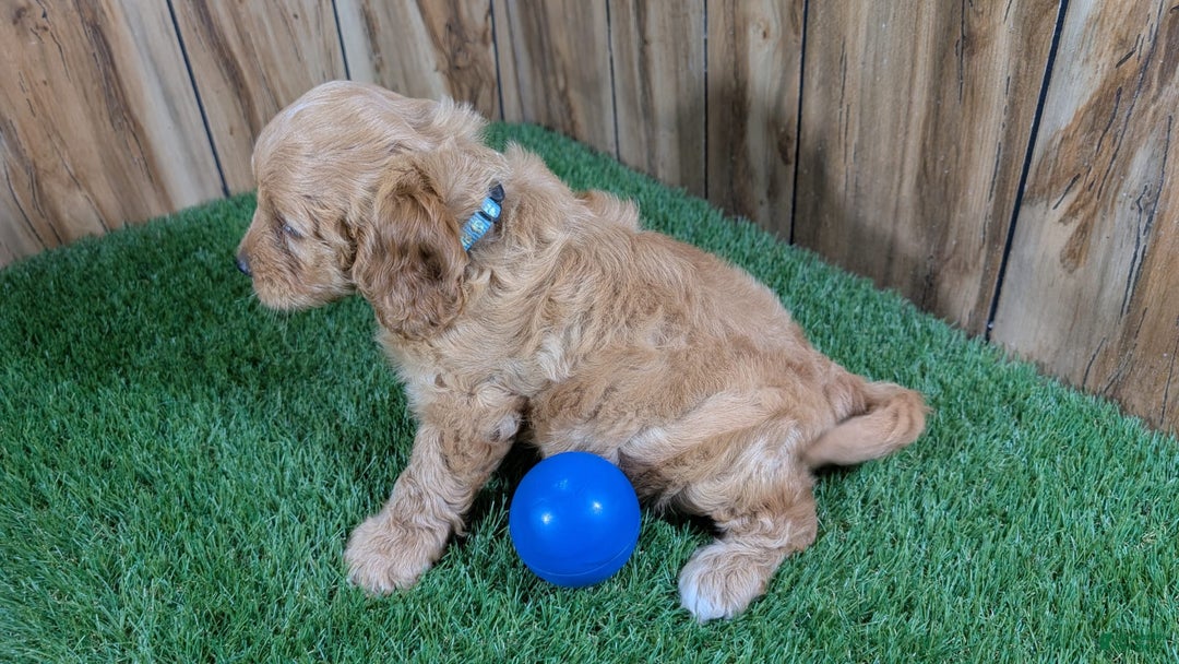 Cavapoo dogs for sale: Sprinkles Boy 2 - Image 5
