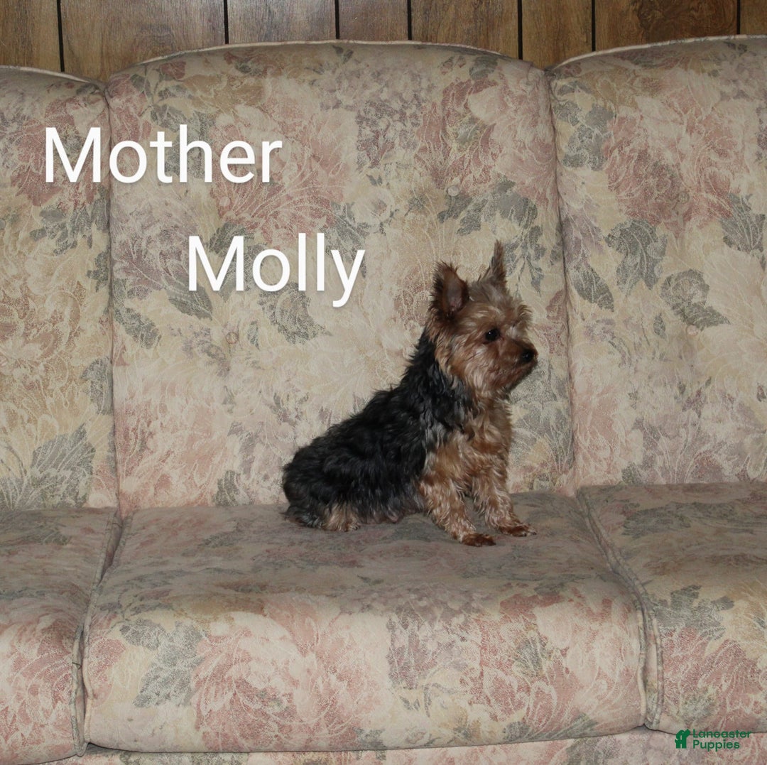 Yorkshire Terrier dogs for sale: Polly - Image 8