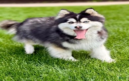 Pomsky dogs for sale: Selene - Image 17