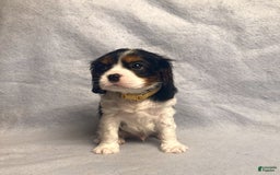 Cavalier King Charles Spaniel dogs for sale: Toby - Image 34