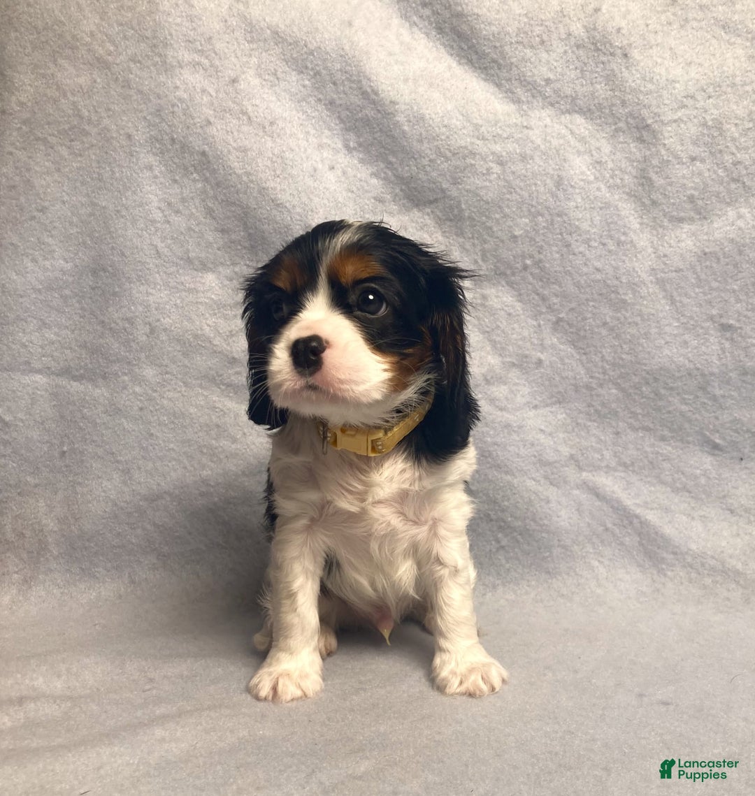 Cavalier King Charles Spaniel dogs for sale: Toby - Image 34