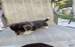 Welsh Corgi Pembroke dogs for sale: Welsh Corgi (Pembroke) 3 puppies - Image 9