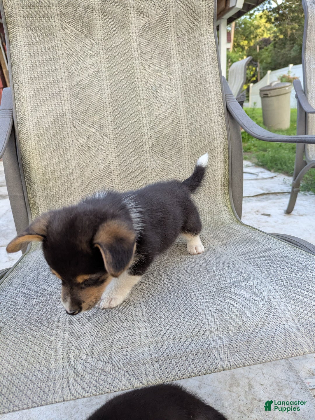 Welsh Corgi Pembroke dogs for sale: Welsh Corgi (Pembroke) 3 puppies - Image 9