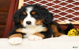 Bernese Mountain Dog dogs for sale: Ronald - Image 2