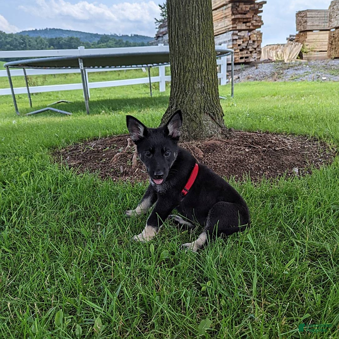 German Shepherd dogs for sale: German Shepherd 8 puppies - Image 13