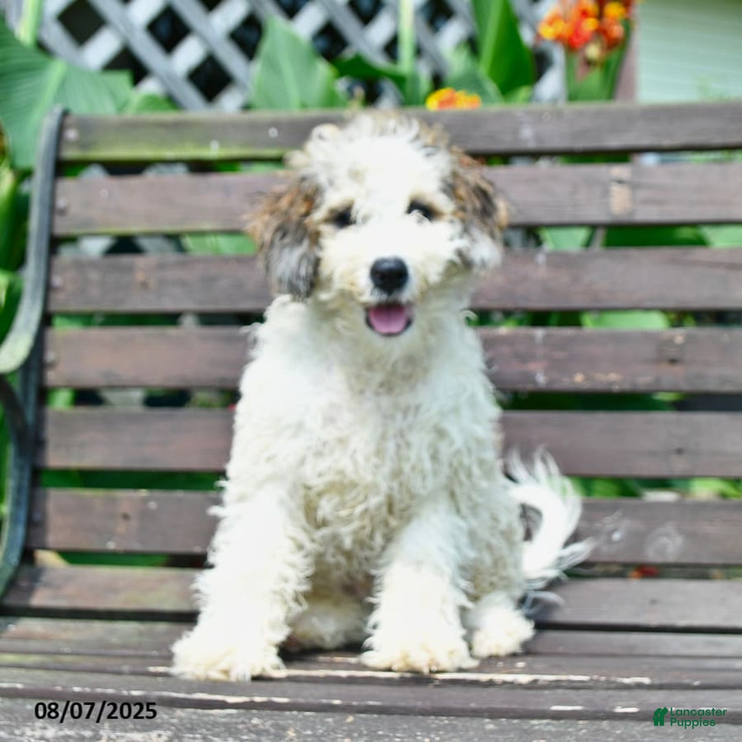 Mini Bernedoodle dogs for sale: Oscar - Image 5