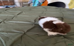 Pomeranian dogs for sale: Lexi Chocolate - Image 8