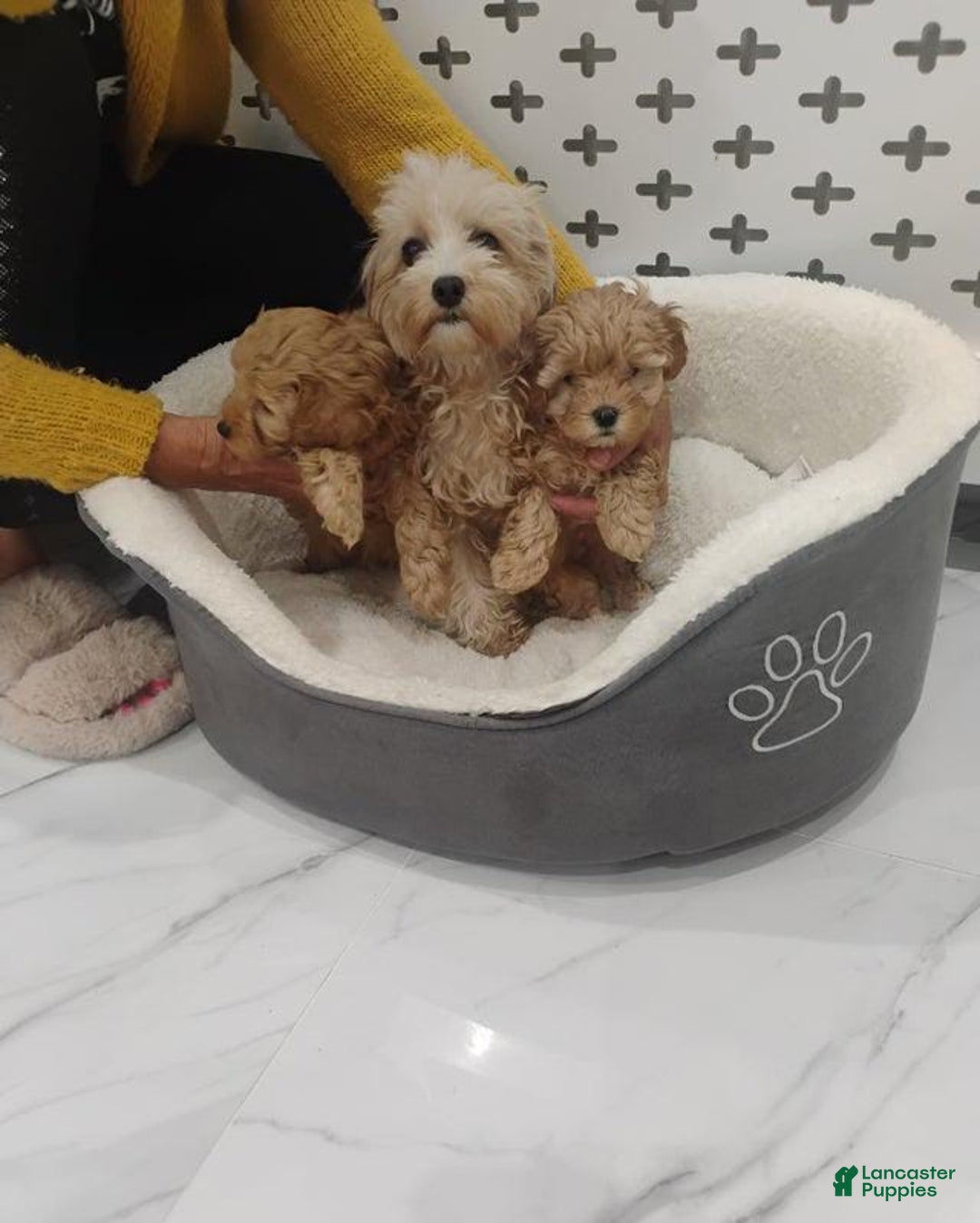 Maltipoo dogs for sale: Orion - Image 2