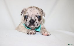 French Bulldog dogs for sale: Loki Akc - Image 17