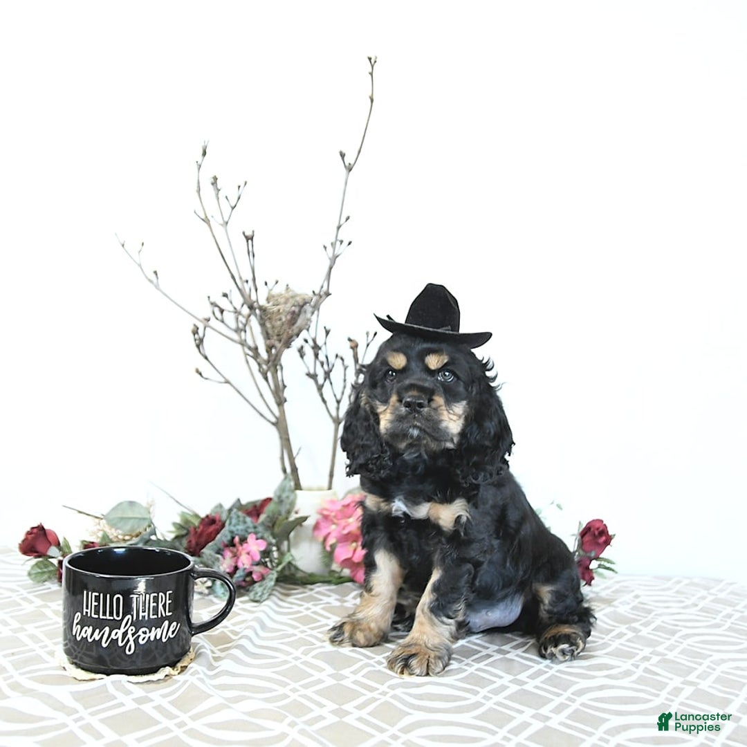 Cocker Spaniel dogs for sale: Banjo - Image 10