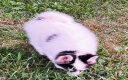 Pomsky dogs for sale: Sweet Girlie - Image 24