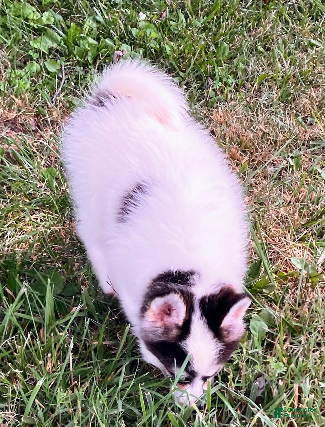 Pomsky dogs for sale: Sweet Girlie - Image 24